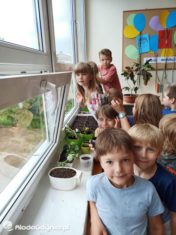 SP 51 - I b  założyła własną plantację roślin, a zerówka i II a były w Marszewie