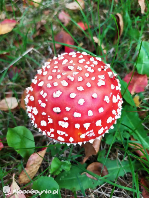 SP 51 - I b  założyła własną plantację roślin, a zerówka i II a były w Marszewie