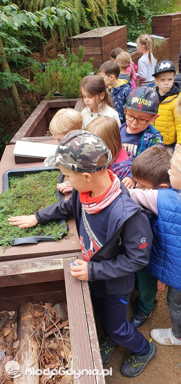 SP 51 - I b  założyła własną plantację roślin, a zerówka i II a były w Marszewie