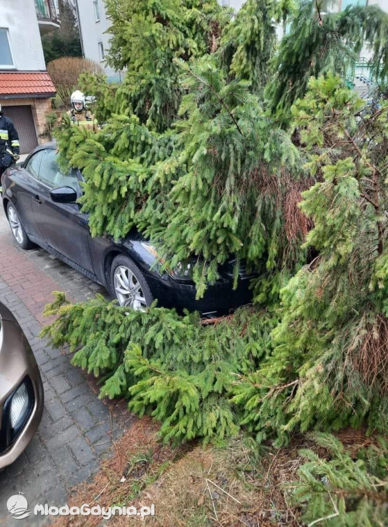 Przeszedł orkan. Nadia w Gdyni i na Pomorzu