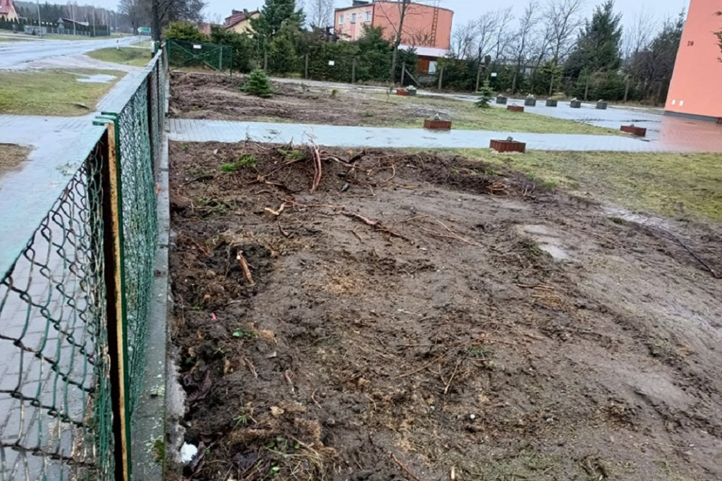 Wycięte tuje przd SP w Wyczechach