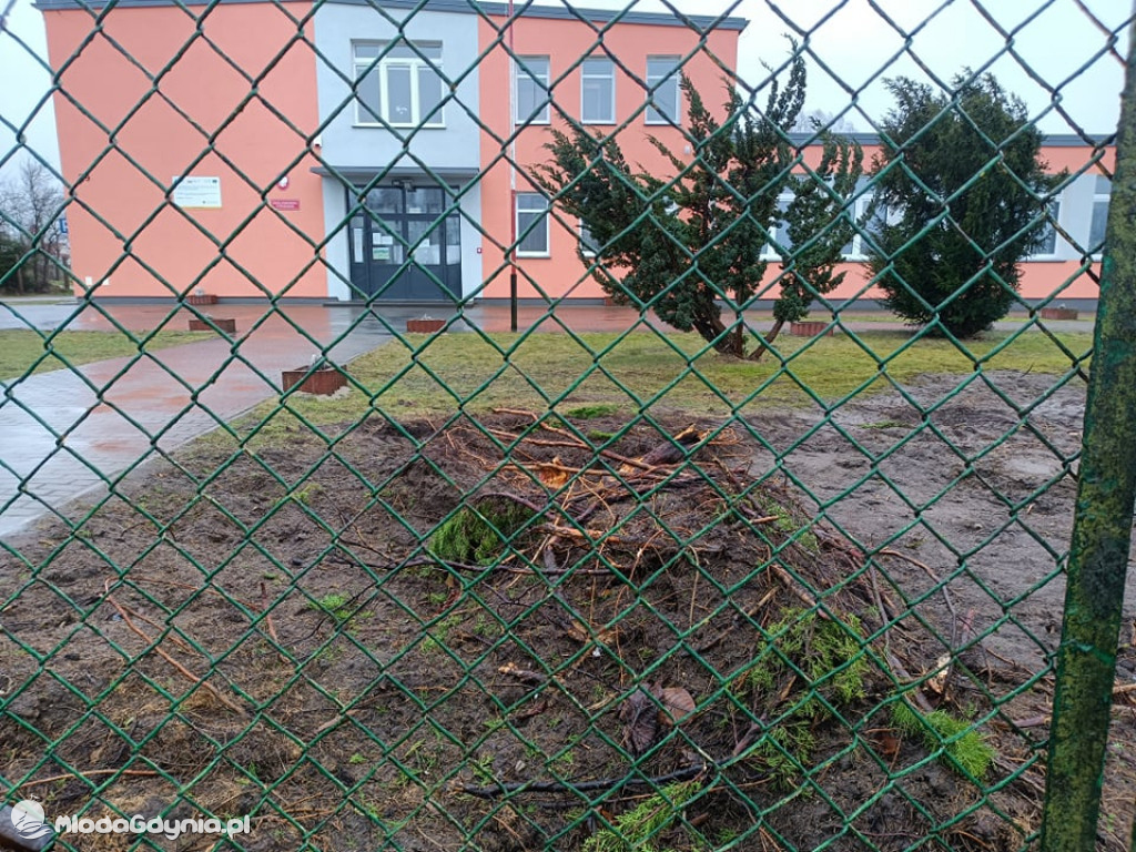 Wycięte tuje przd SP w Wyczechach