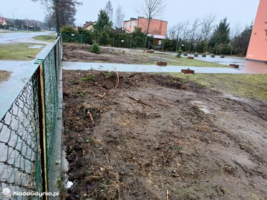 Wycięte tuje przd SP w Wyczechach