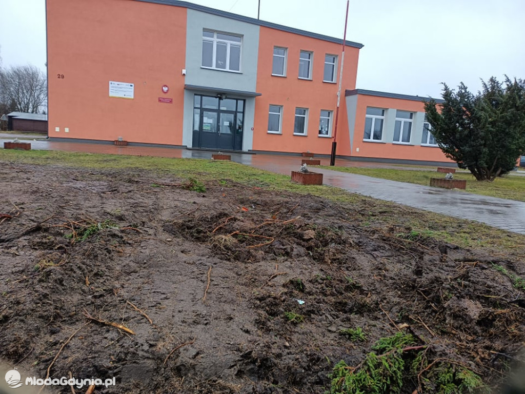 Wycięte tuje przd SP w Wyczechach