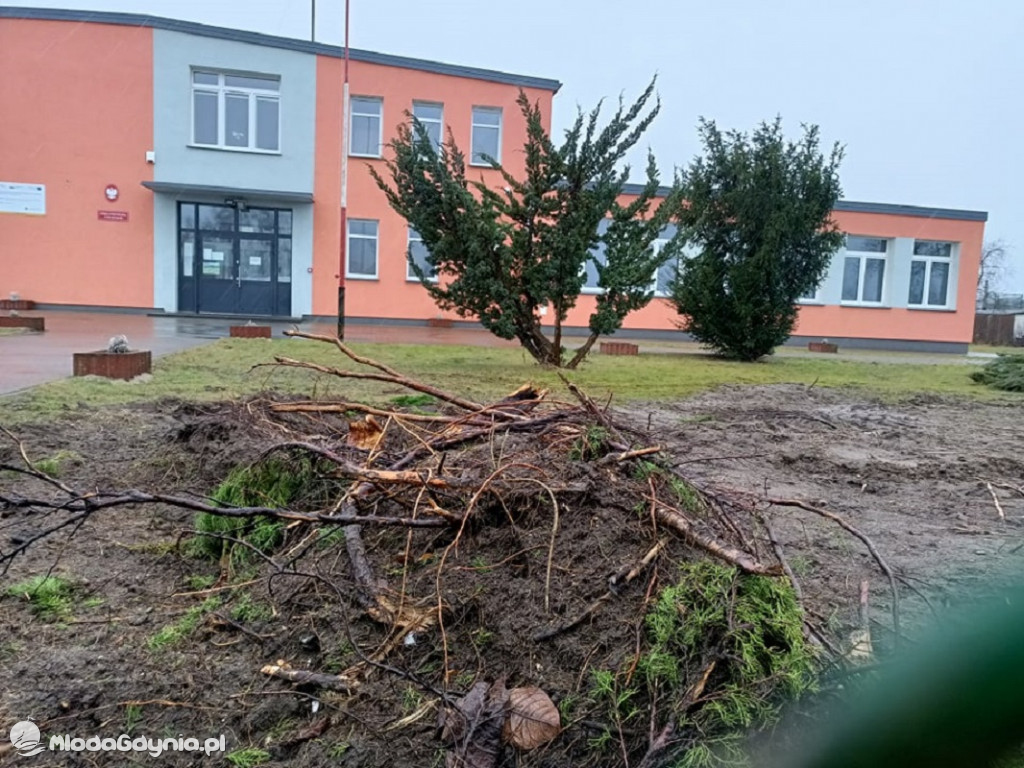 Wycięte tuje przd SP w Wyczechach
