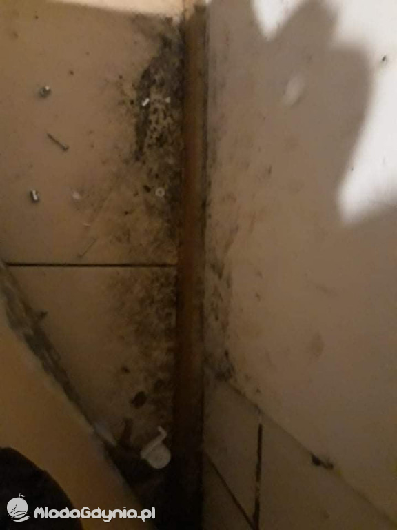 Grzyb w mieszkaniach w bloku przy Sienkiewicza w Lęborku