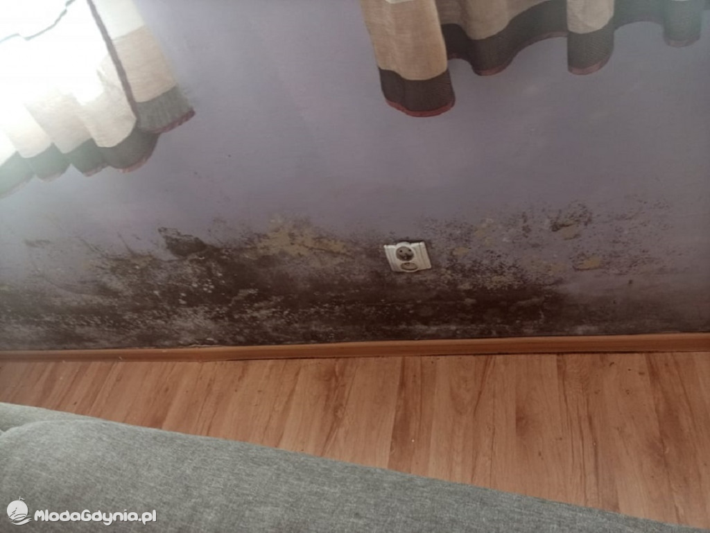 Grzyb w mieszkaniach w bloku przy Sienkiewicza w Lęborku