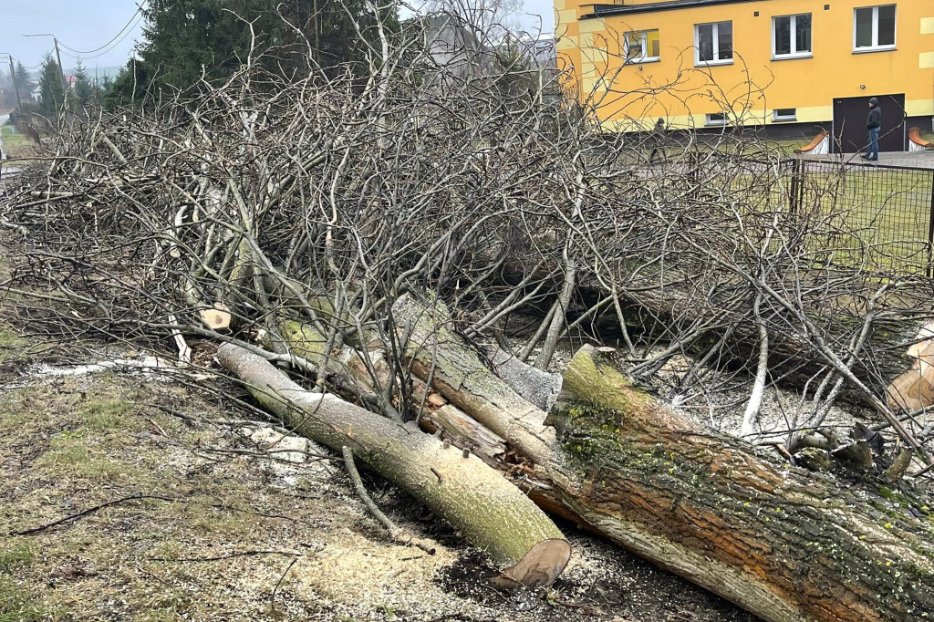 Czarne - wycinka drzew