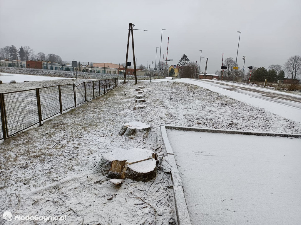 Czarne - wycinka drzew