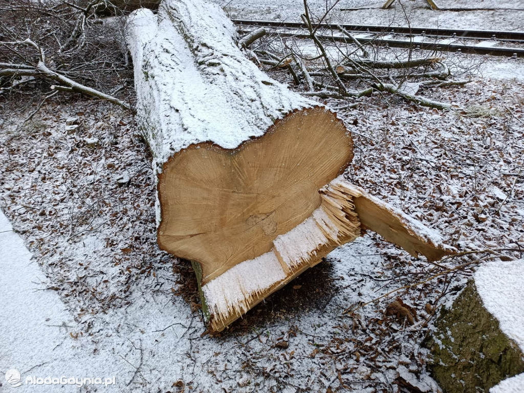 Czarne - wycinka drzew