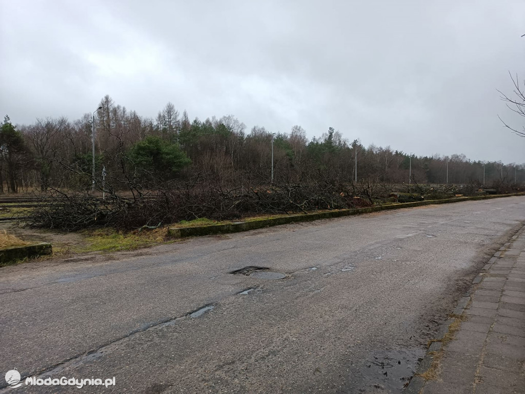 Czarne - wycinka drzew