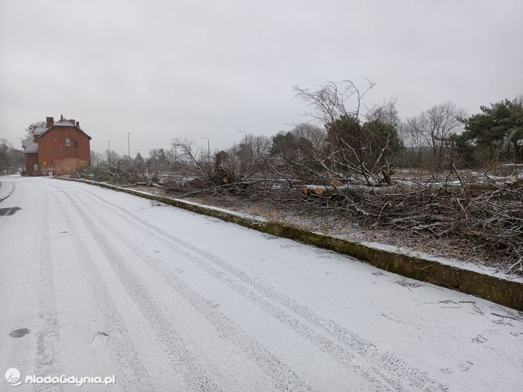 Czarne - wycinka drzew
