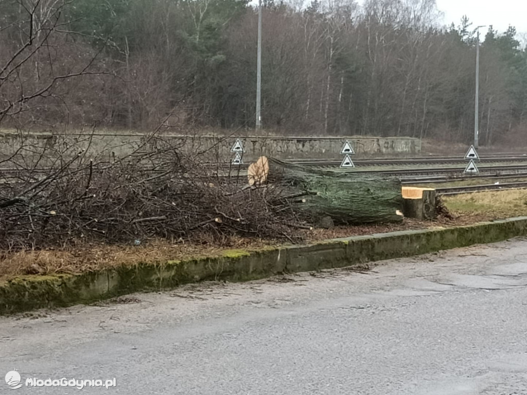 Czarne - wycinka drzew