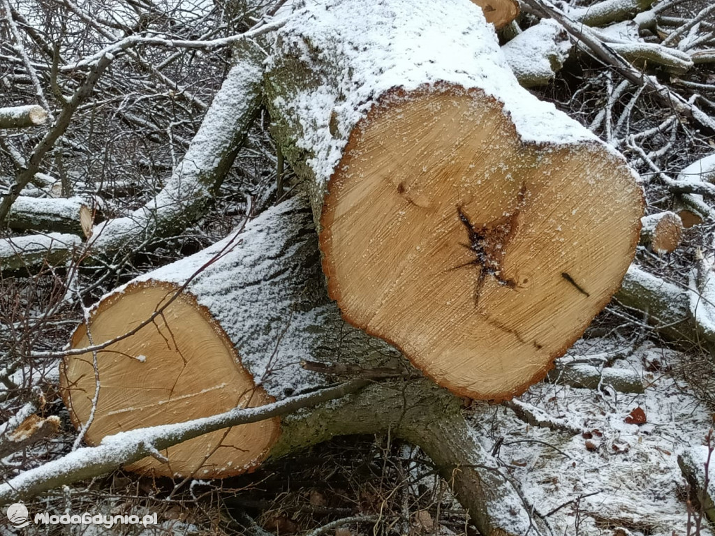 Czarne - wycinka drzew