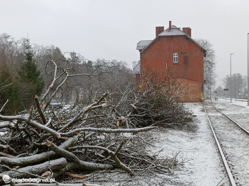 Czarne - wycinka drzew