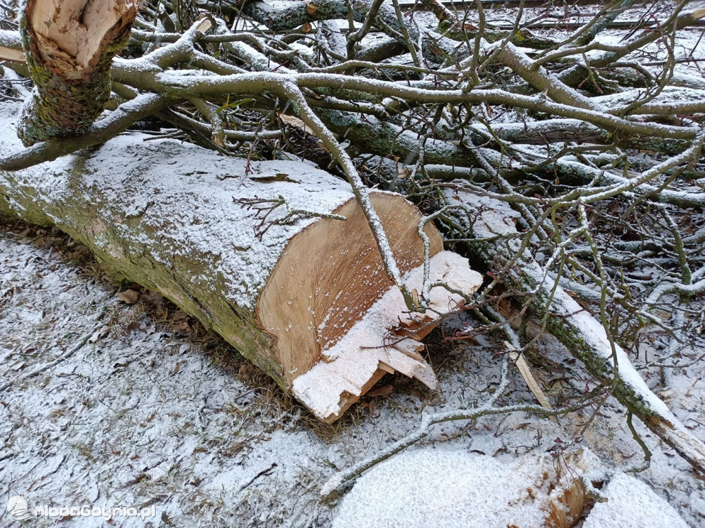 Czarne - wycinka drzew