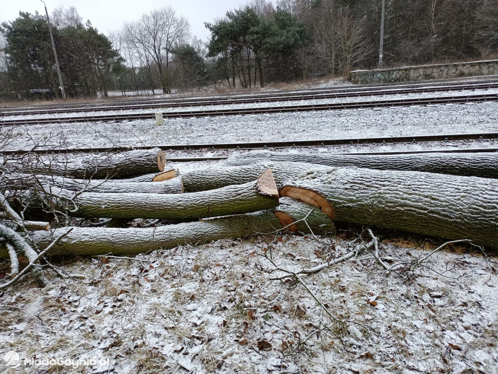 Czarne - wycinka drzew