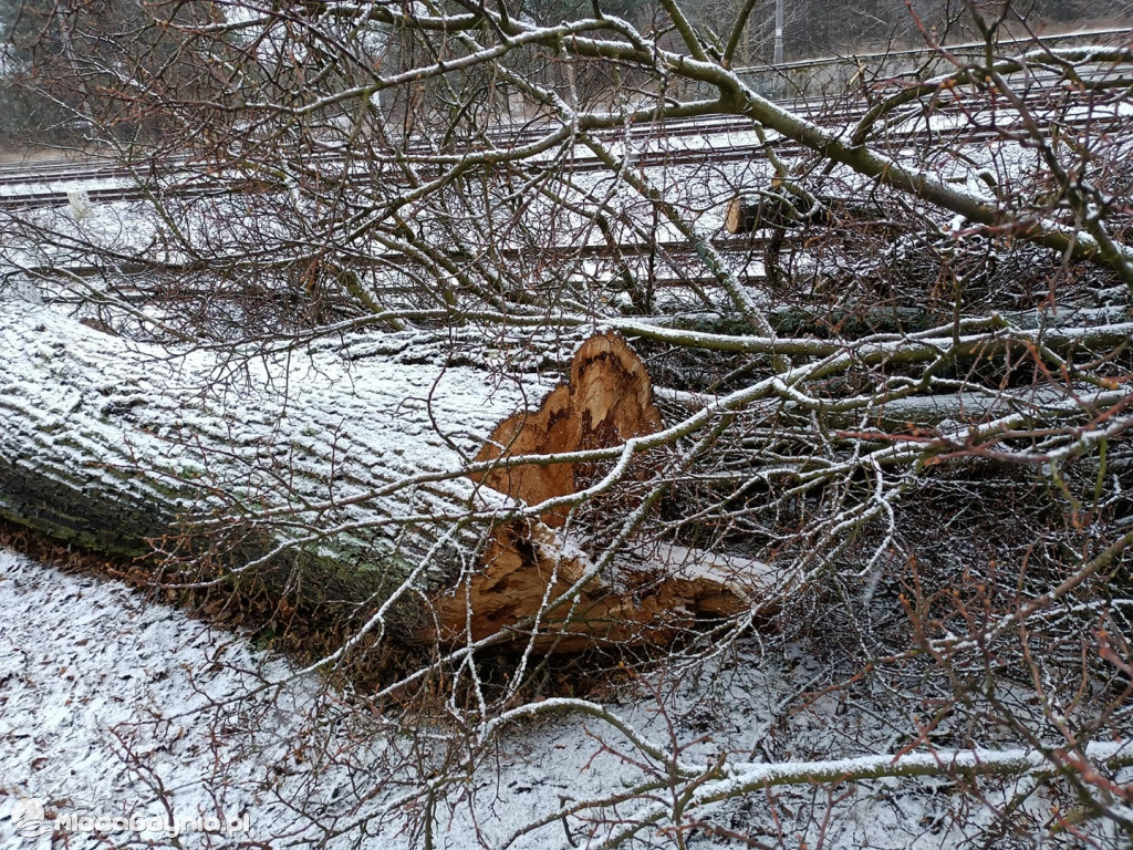 Czarne - wycinka drzew