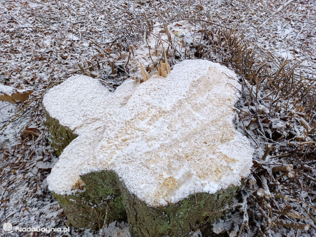 Czarne - wycinka drzew