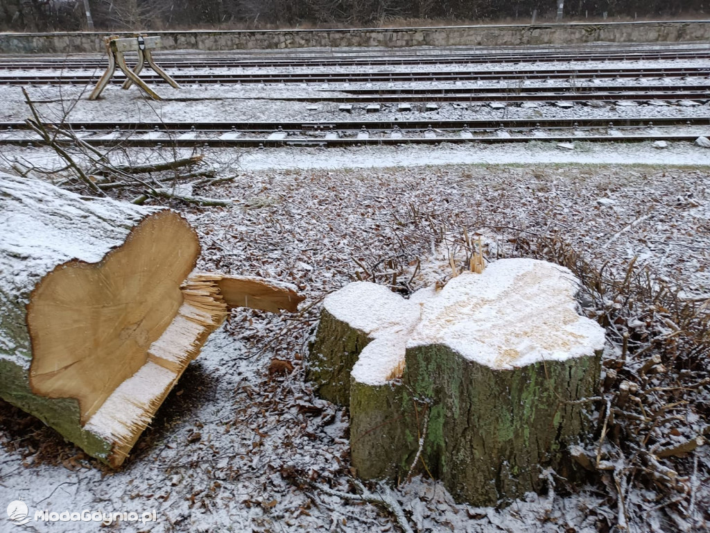 Czarne - wycinka drzew