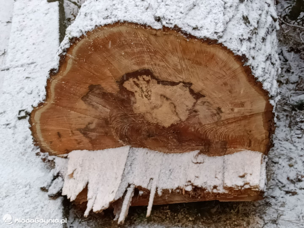 Czarne - wycinka drzew