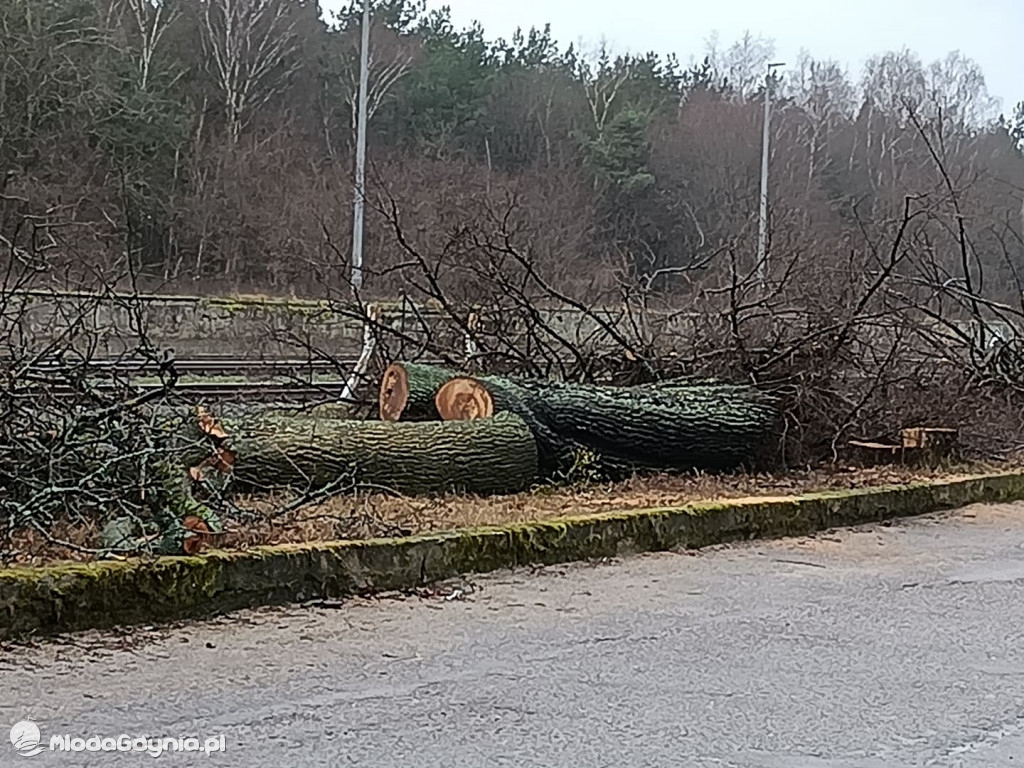 Czarne - wycinka drzew