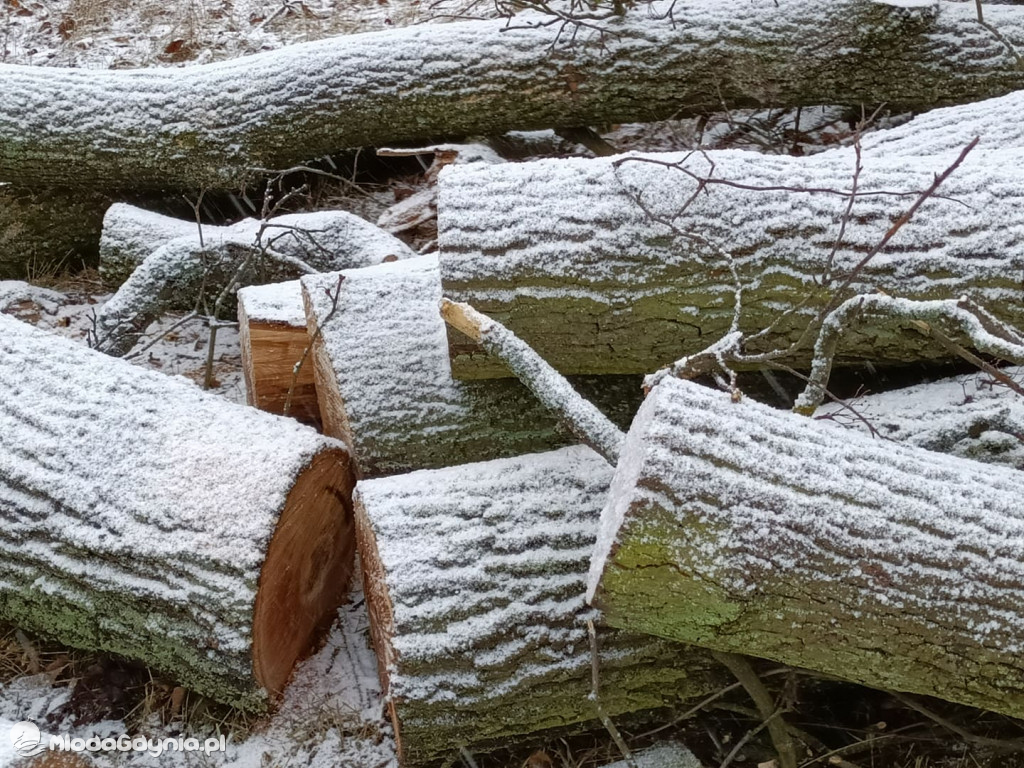 Czarne - wycinka drzew