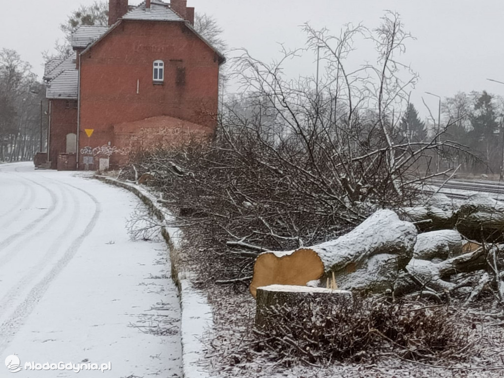 Czarne - wycinka drzew