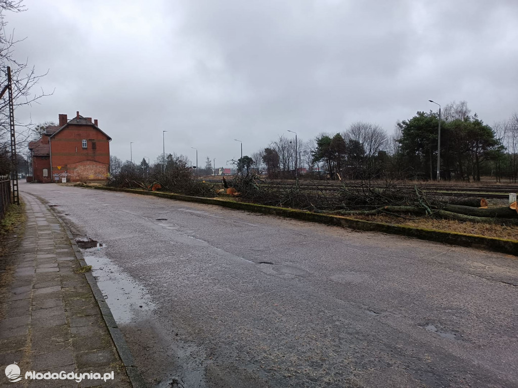 Czarne - wycinka drzew