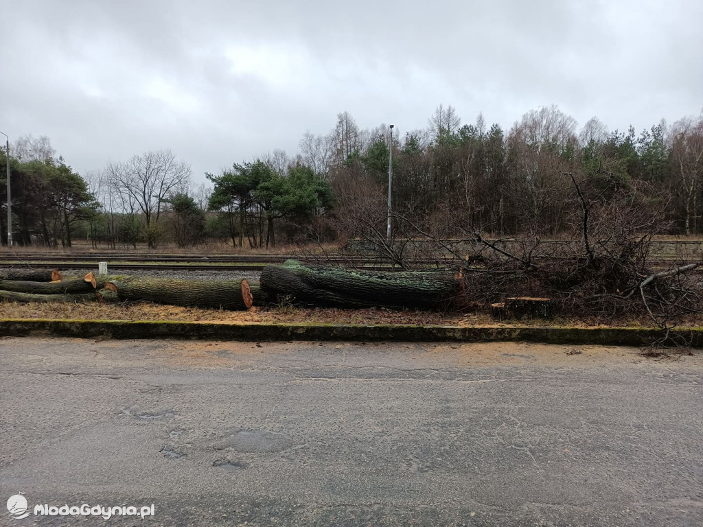 Czarne - wycinka drzew