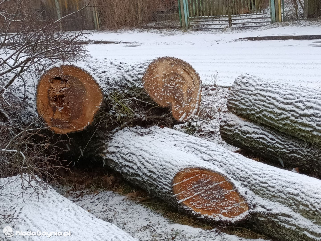 Czarne - wycinka drzew