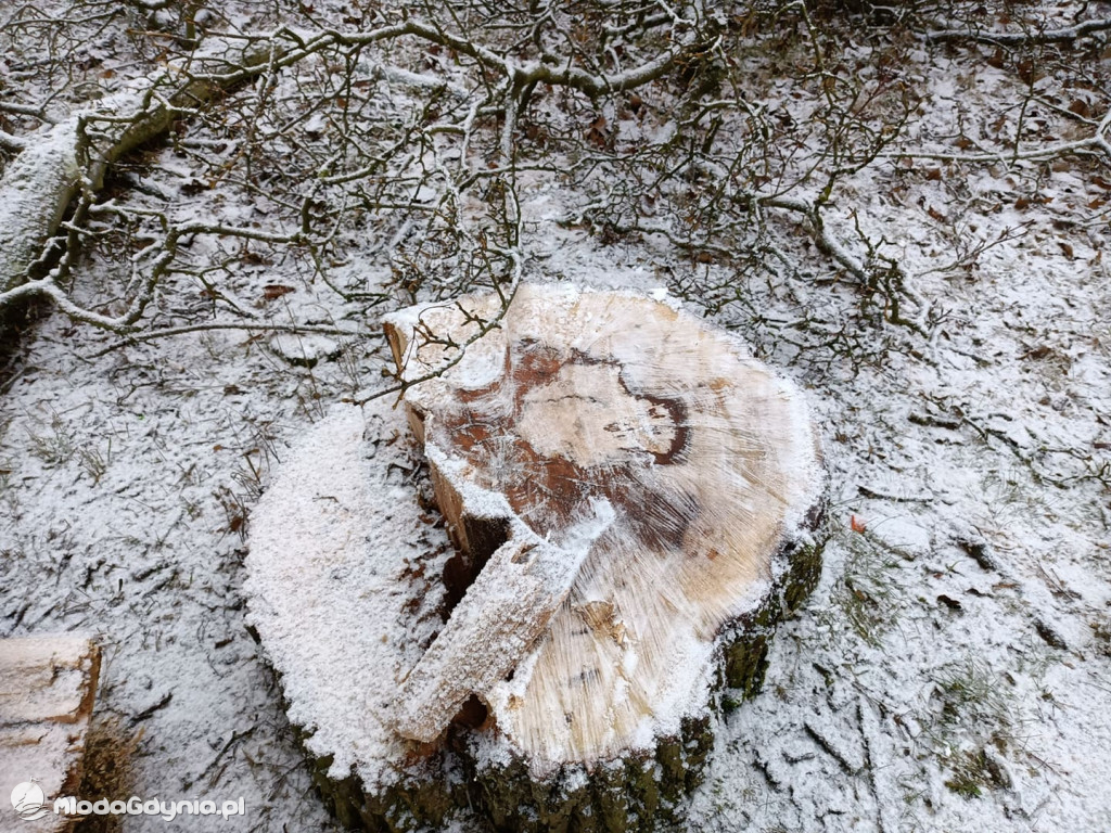 Czarne - wycinka drzew