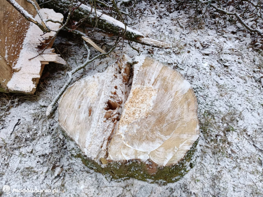 Czarne - wycinka drzew