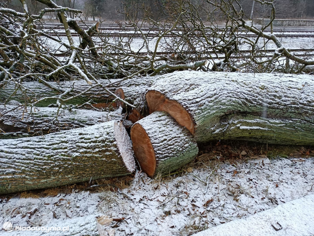 Czarne - wycinka drzew