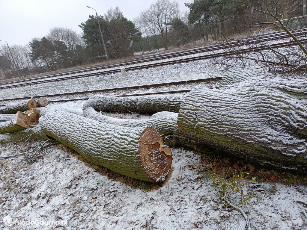 Czarne - wycinka drzew