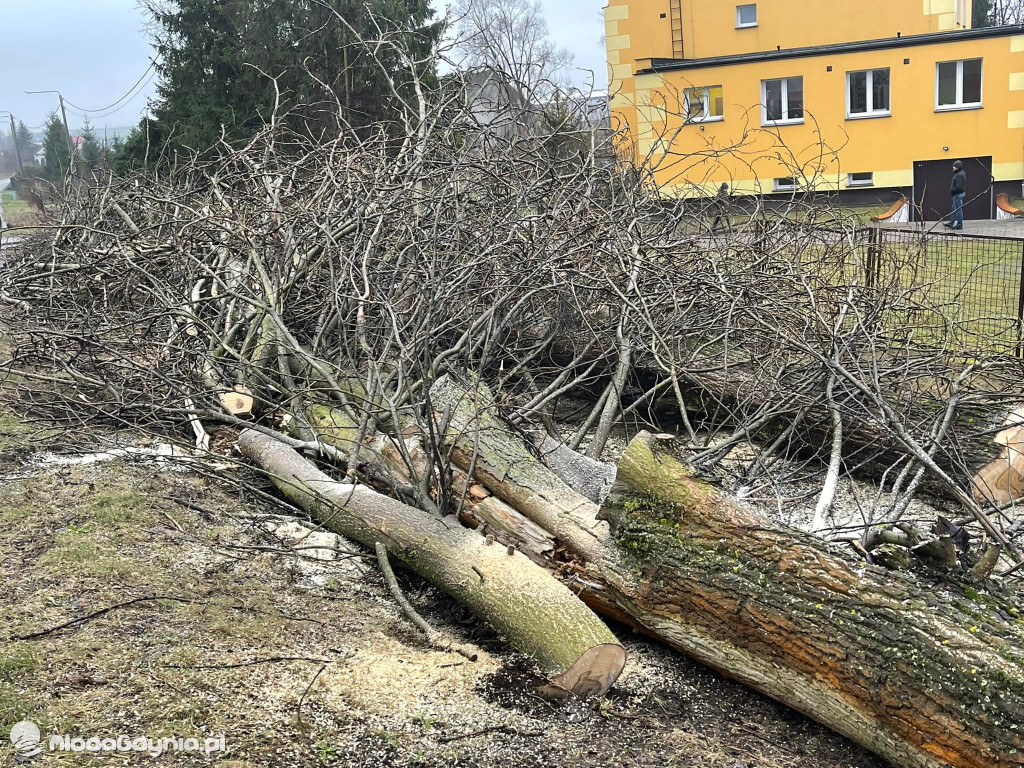 Czarne - wycinka drzew