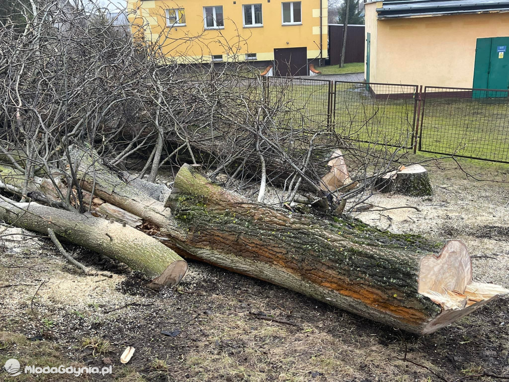 Czarne - wycinka drzew