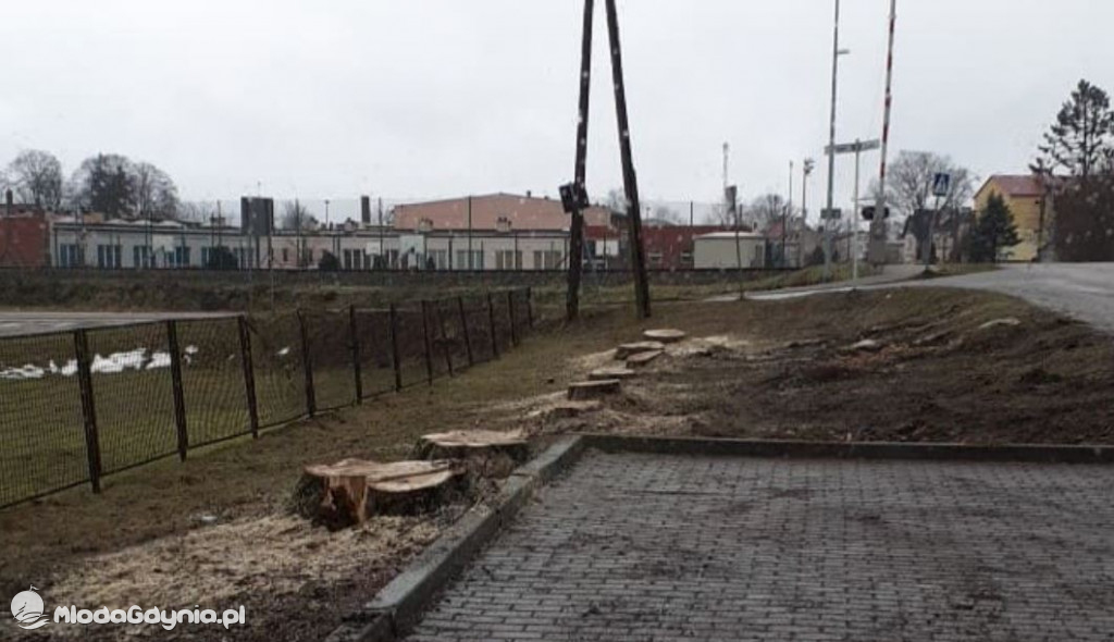 Czarne - wycinka drzew