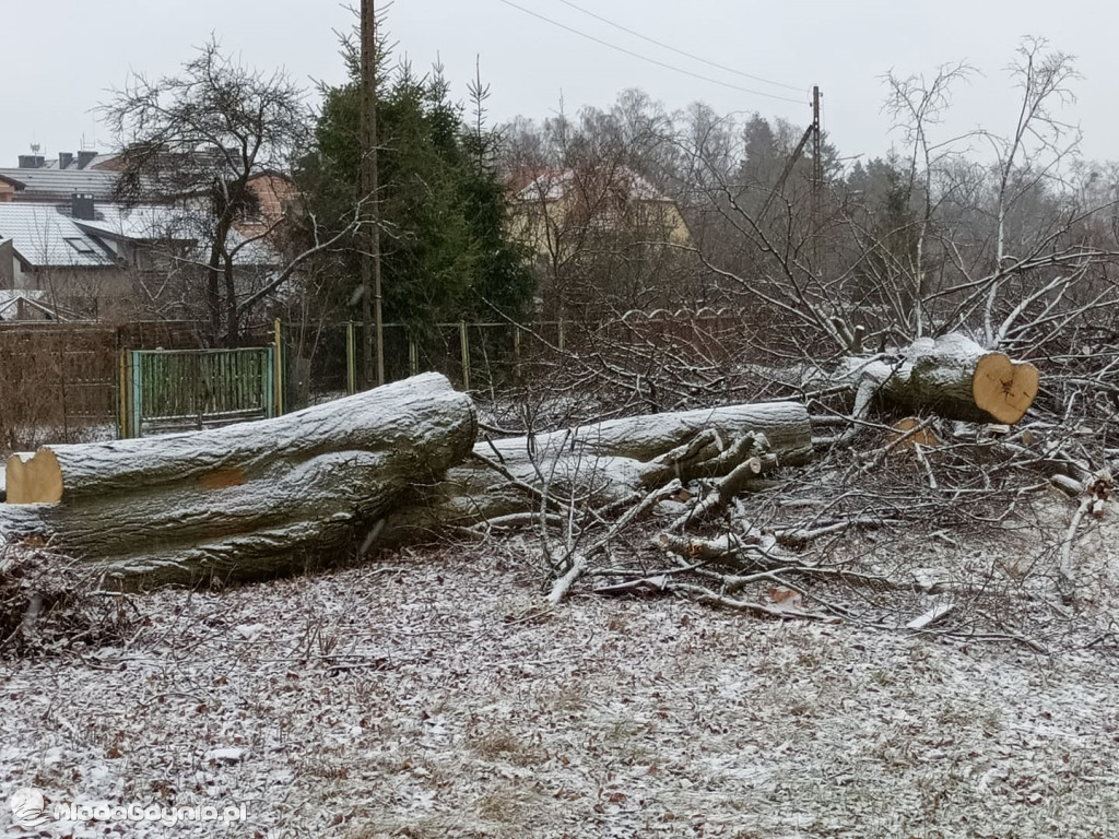 Czarne - wycinka drzew