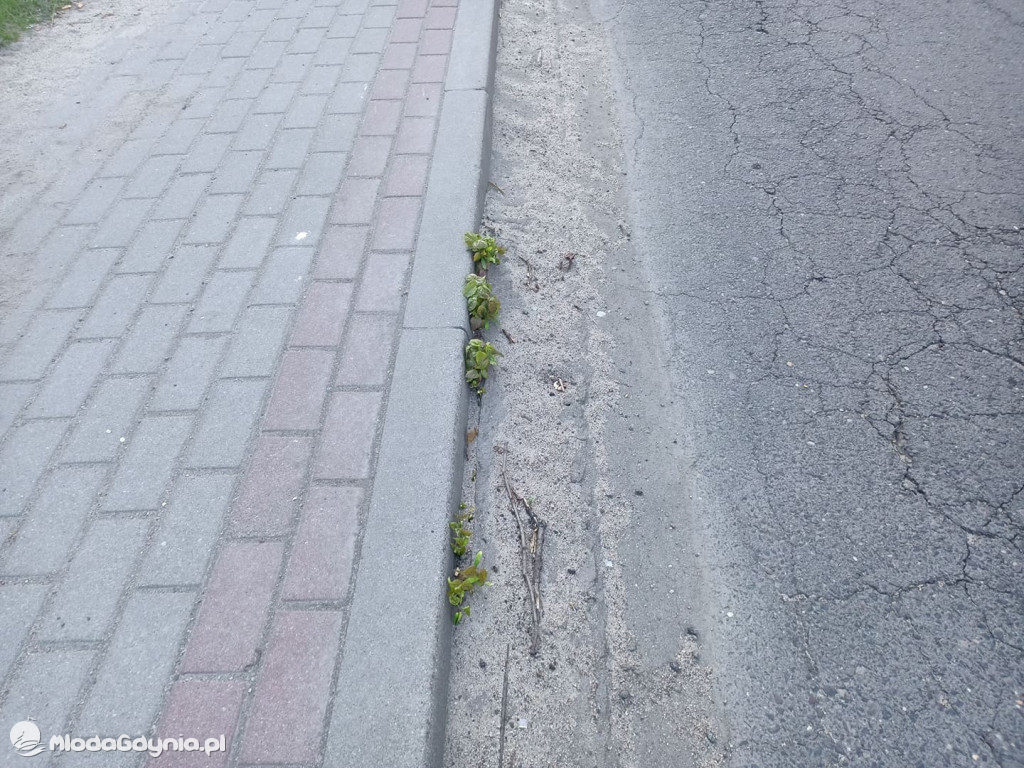 Bałagan po zimie w Czarnem