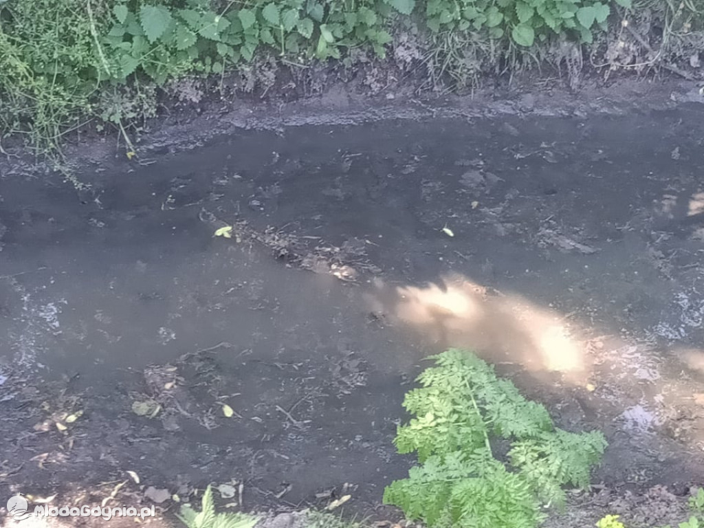 Ścieki z Wyczech nadal trują