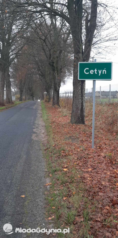 Aleja drzew na odcinku Trzebielino-Kołczygłowy