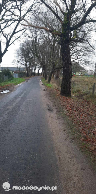 Aleja drzew na odcinku Trzebielino-Kołczygłowy