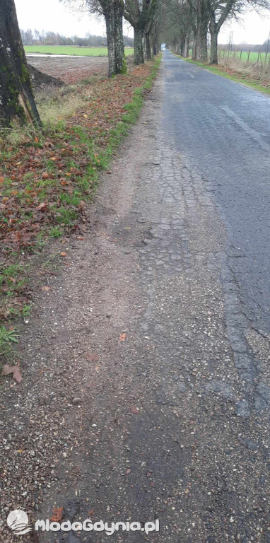 Aleja drzew na odcinku Trzebielino-Kołczygłowy
