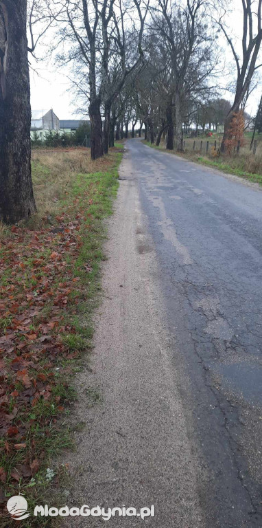 Aleja drzew na odcinku Trzebielino-Kołczygłowy