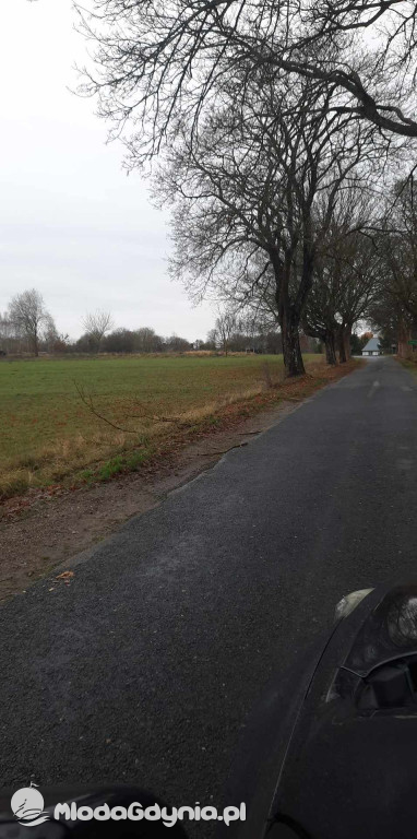 Aleja drzew na odcinku Trzebielino-Kołczygłowy