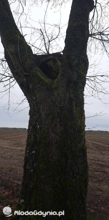 Aleja drzew na odcinku Trzebielino-Kołczygłowy