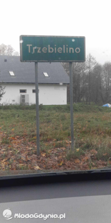 Aleja drzew na odcinku Trzebielino-Kołczygłowy