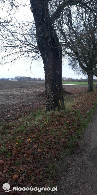 Aleja drzew na odcinku Trzebielino-Kołczygłowy