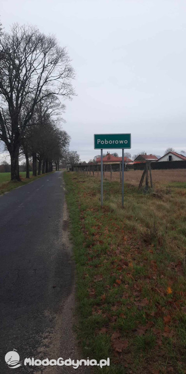 Aleja drzew na odcinku Trzebielino-Kołczygłowy